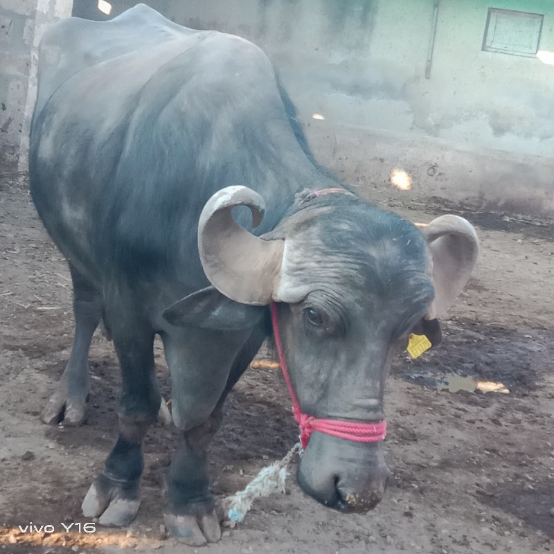 બે કરેલી વેચવાન...