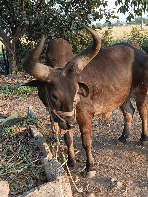 બળદ વેચવાના છે