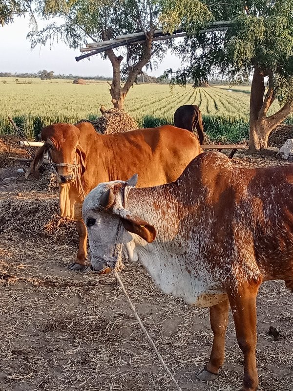 ગોઠલા