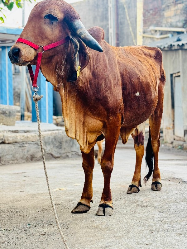 ગાય વેચવાની છે