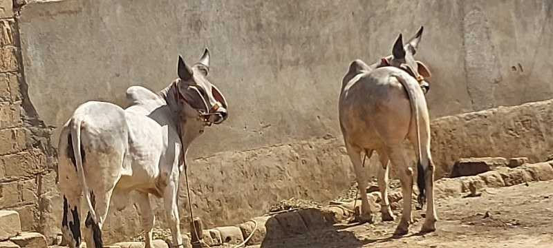 ગોઢલા