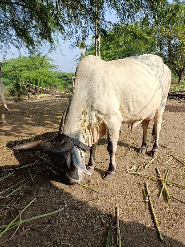 કાંકરેજ ગાય વેચ...