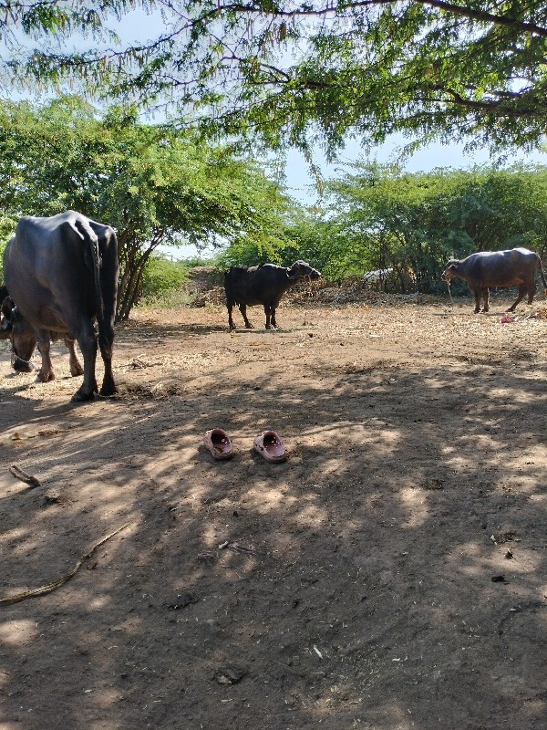 ભેંસ વેચવાની છે