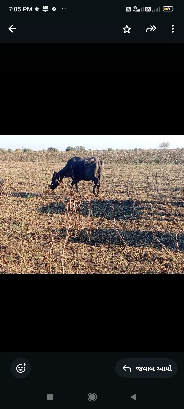 ભેંસ વેચવાની છે...