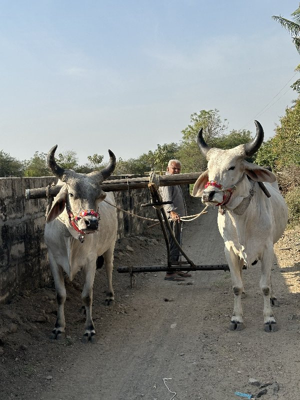 બળદ