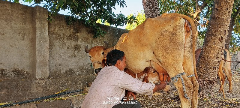 ગાય વેચવાની છે