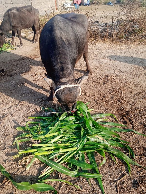 ભેંસ  વેચવાની છ...