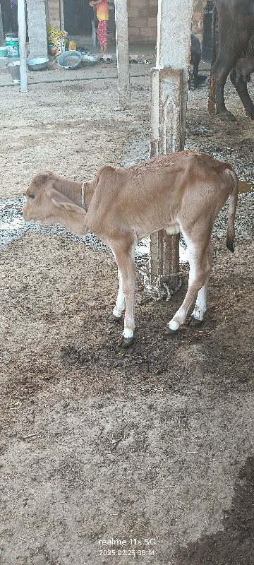 દેશી હોળકી વેચવ...