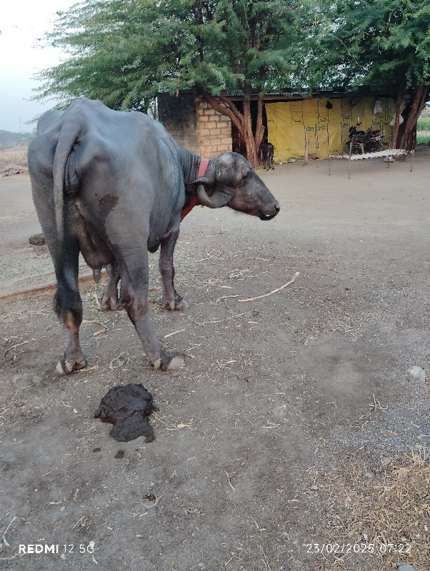 પેલા વેતરમાં બે...