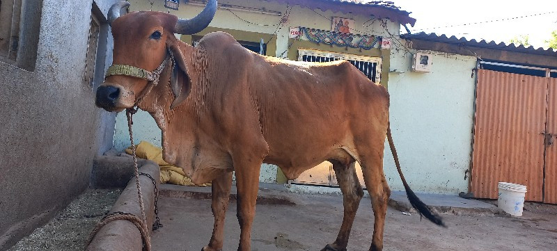 ગાય વેચવાની છે