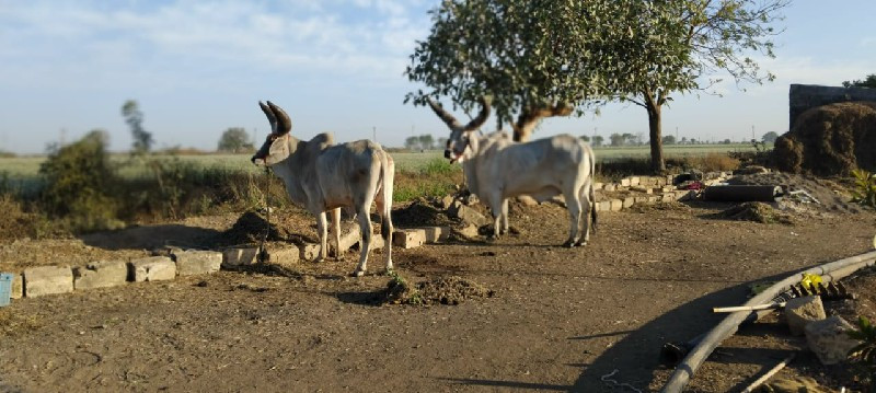 એક વાવણી વાવેલ...