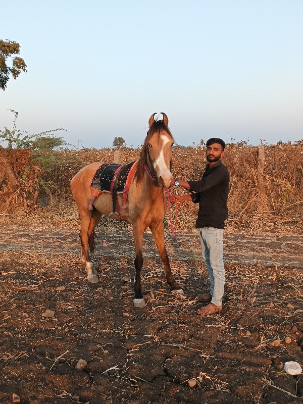 કાઠીયાવાડી ઘોડી