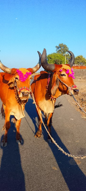 બળદ વેચવાના છે