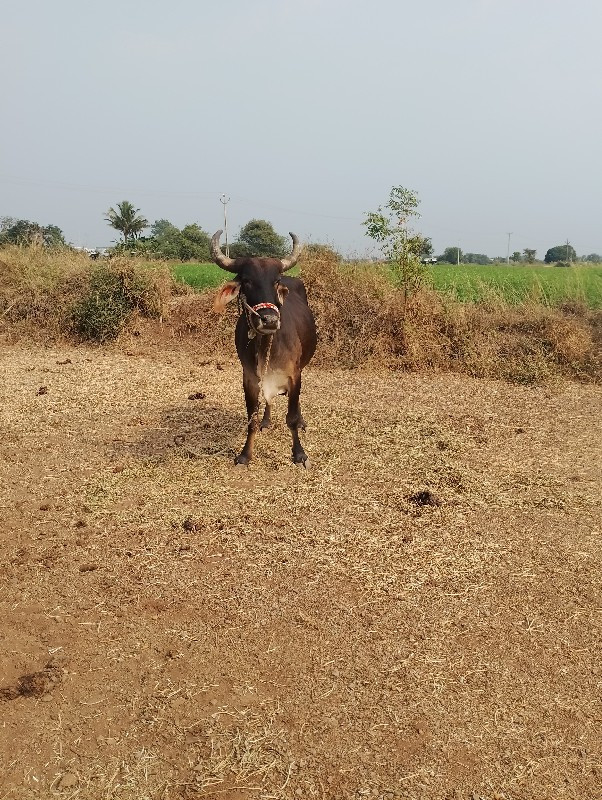 વેચવાનો છે