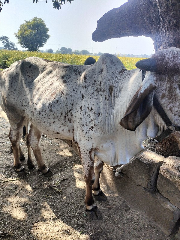 સાટા કરવાનાં છે