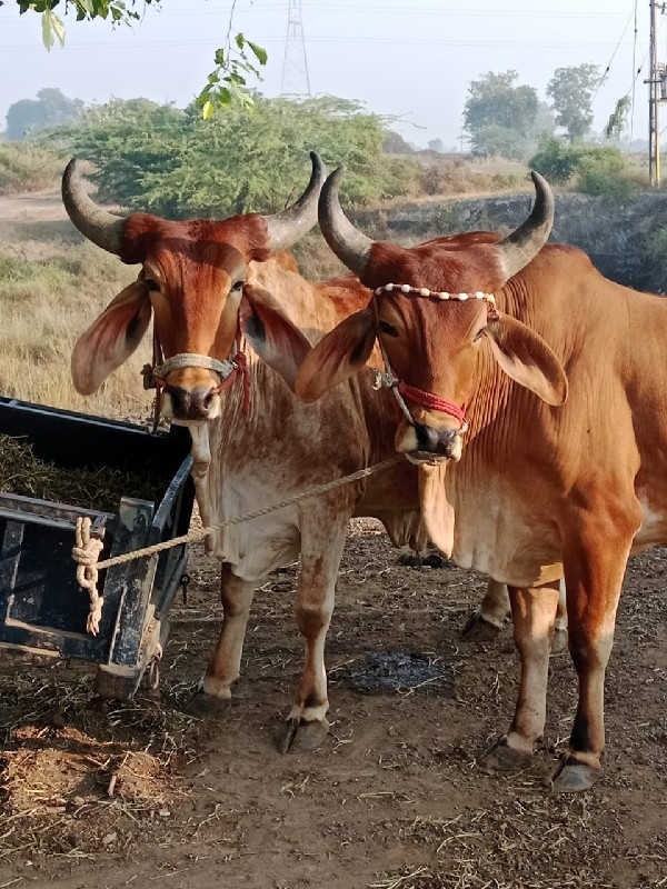 બળદ ગોધલા