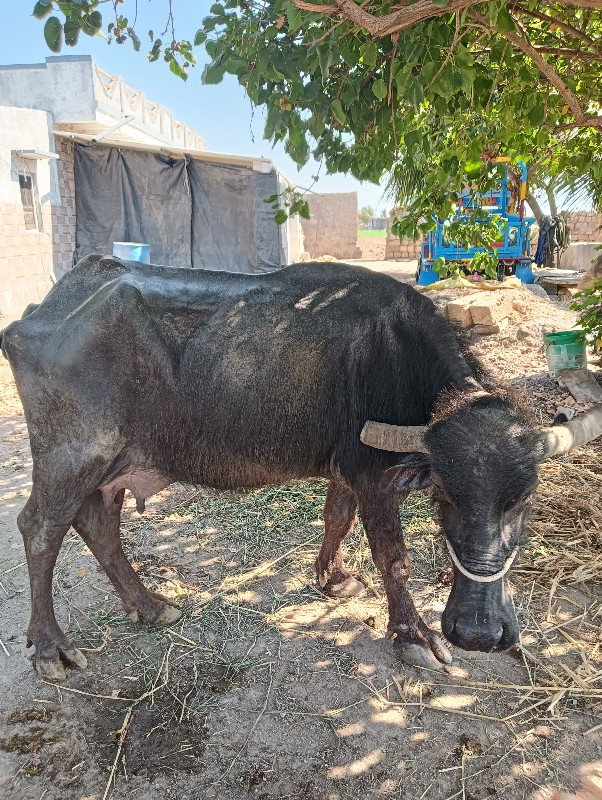 ભેંશ વેચવાની છે