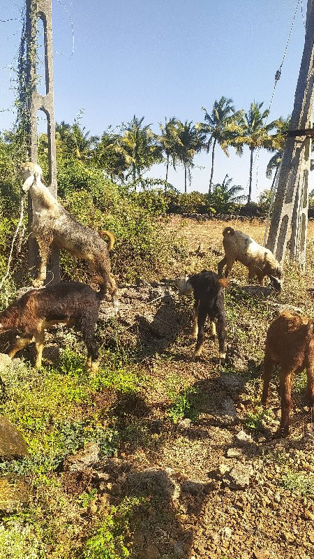 14 બોકડા એક ની...