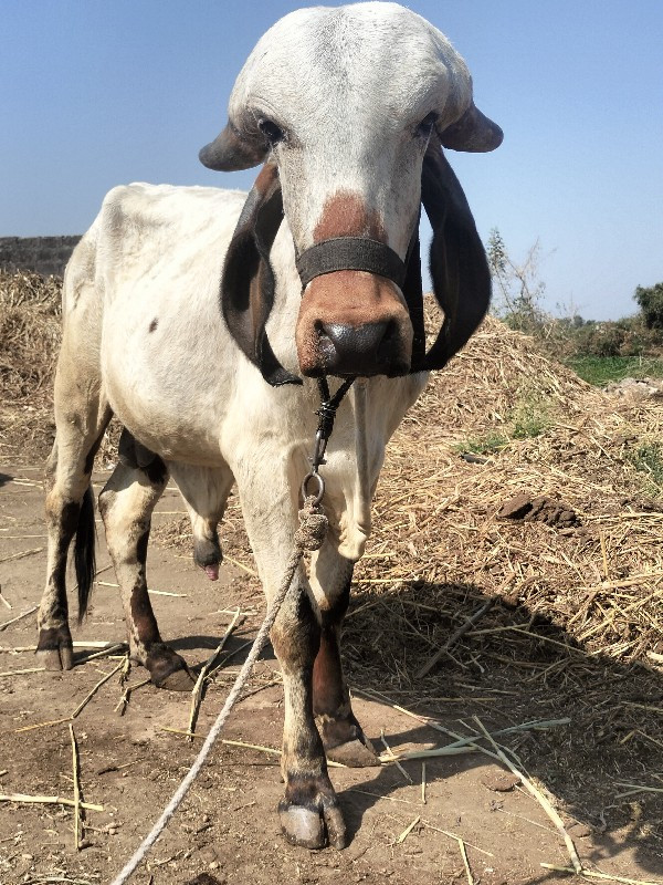 સુરેશભાઈ