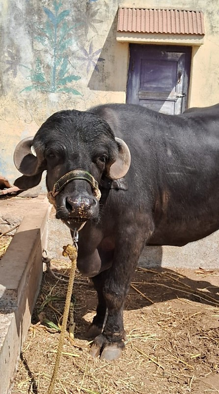 ખડેલી વેચવાની છ...