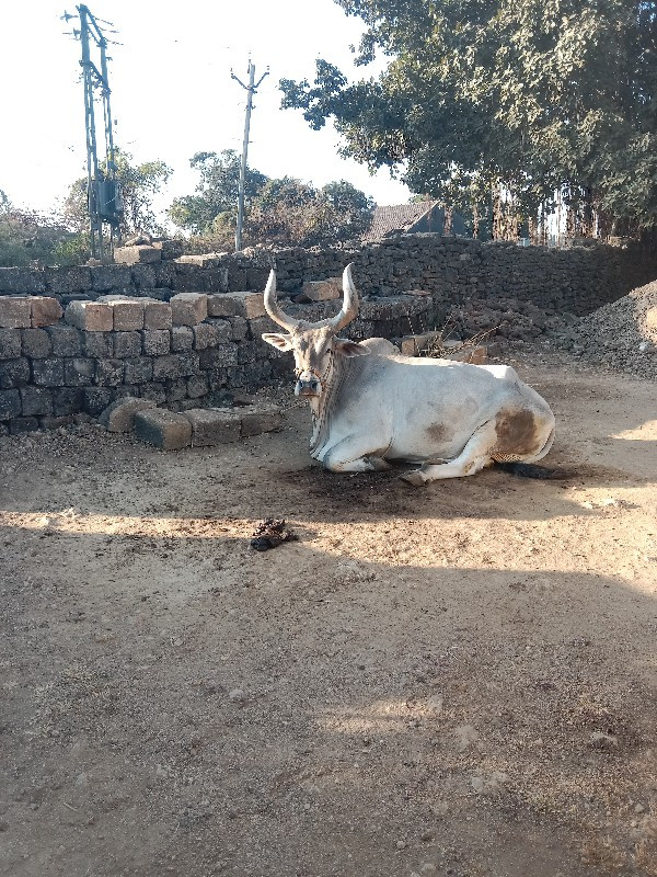 બડદ વેશવાનો  છે