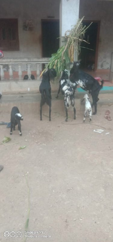 bakri vach vani...