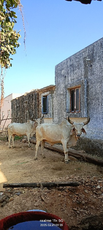 બળદ વેચવાના છે