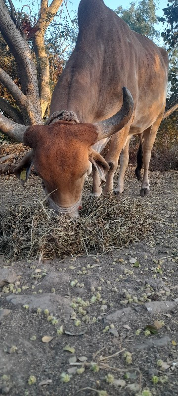 પારવા દેવાની છે