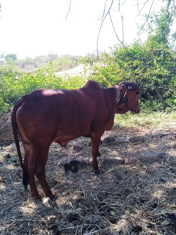 ભાવેશ ભાઈ