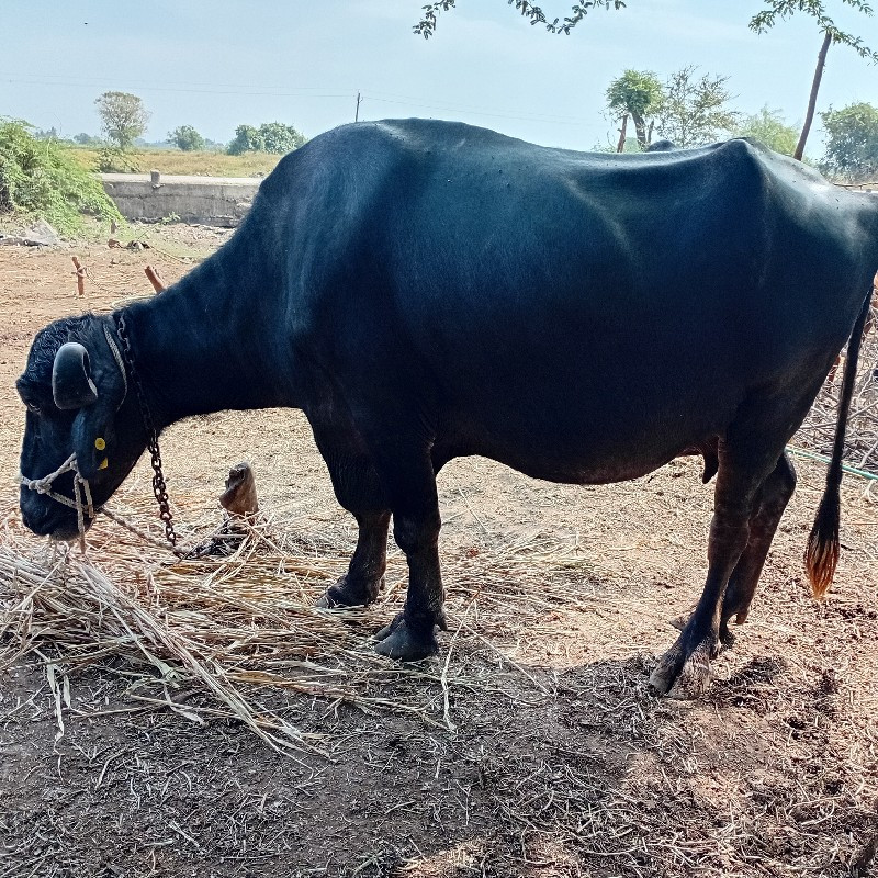 ભૈસ વેચવાની છે