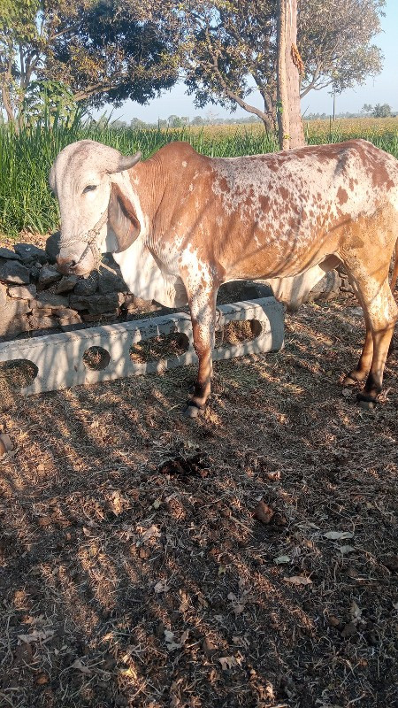 આવો ગોઢલો‌ લેવો