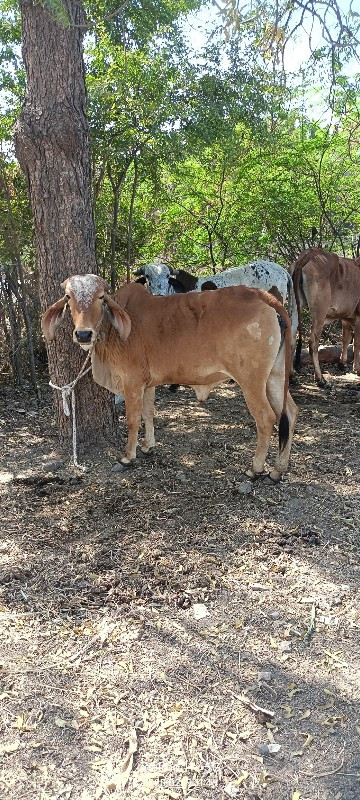 તન  વાછળી વેચવા...