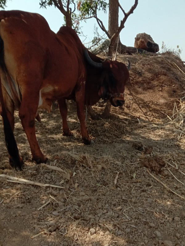 ગાયવેચવાનીછે