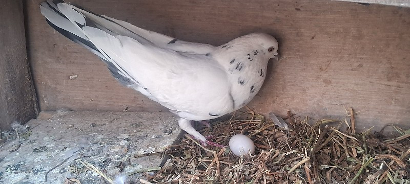 kabutar, pigeon