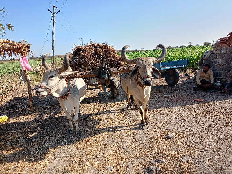 બળદ વૅશવાના છે