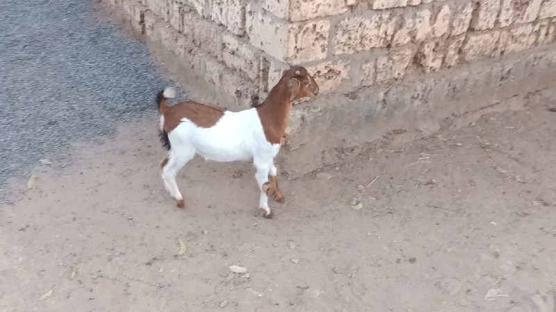 Barbari  bakri...