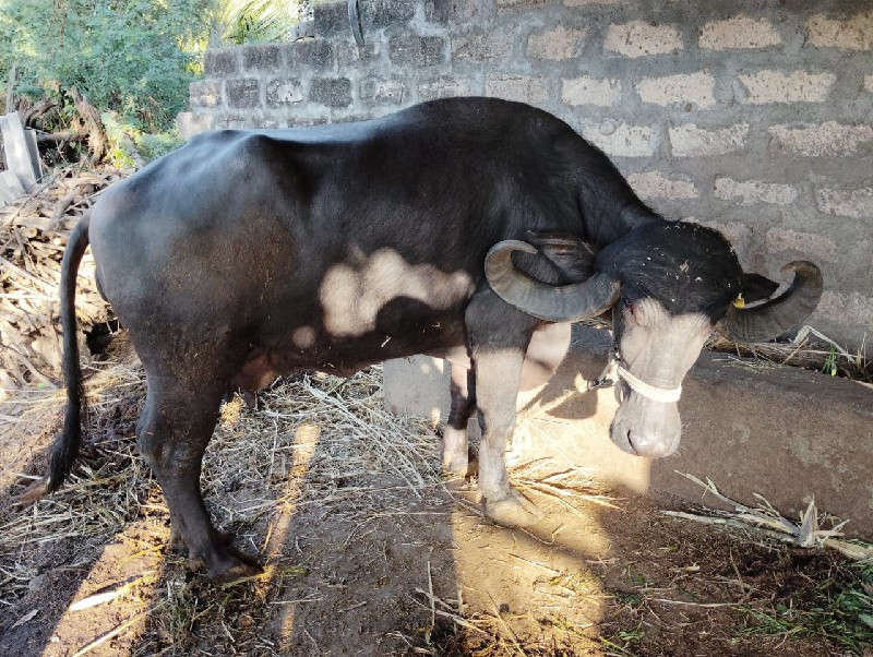 Bhains Vaishya