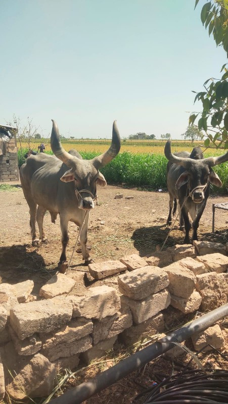 બળદ વેચવાના છે