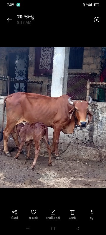 ગાશે. પેલુવેતર....