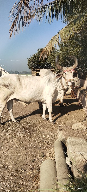 અમારે આની જોડી...