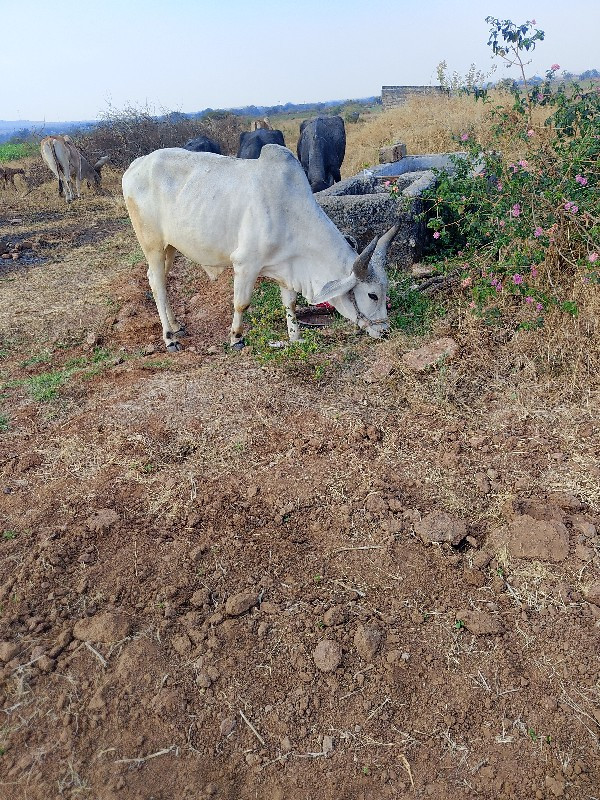 ગોધલા વેચવાના છ...