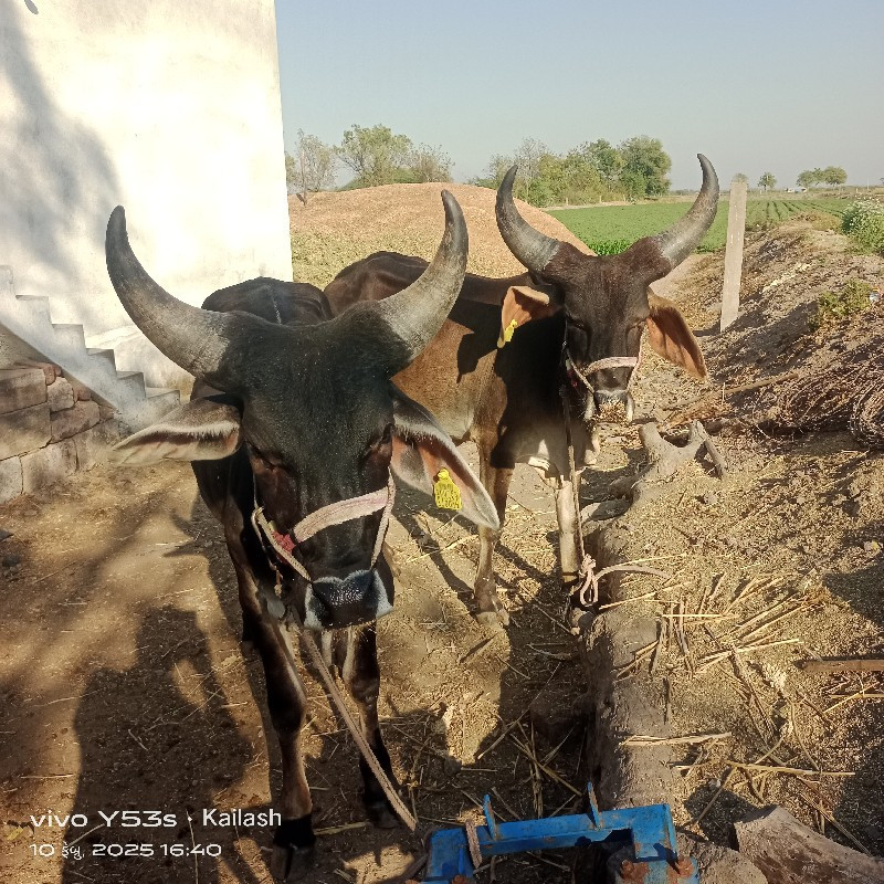 હાલતાં નથી કયરા