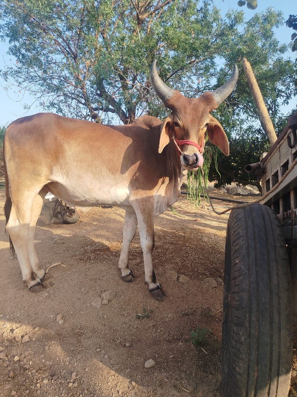 જયદીપપાડવા