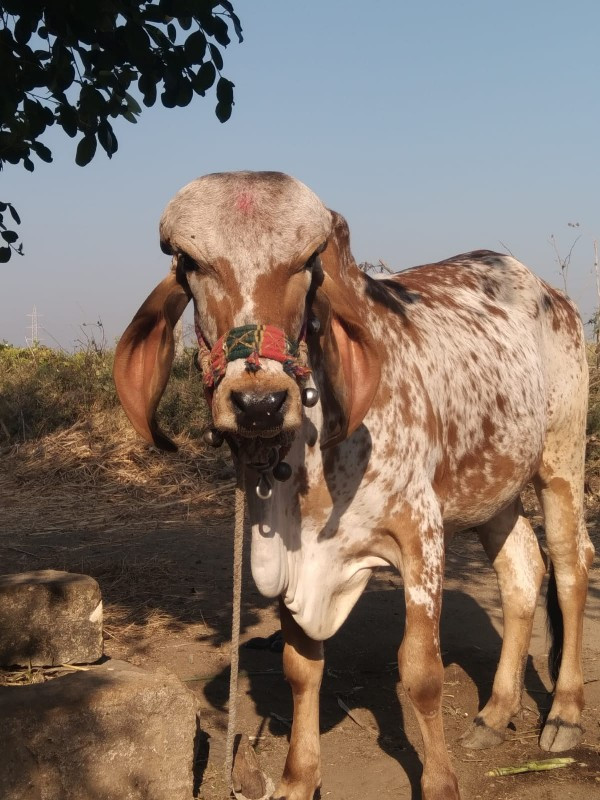 ગીર વાચડી વેચવા...