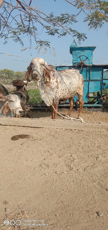 ગાય