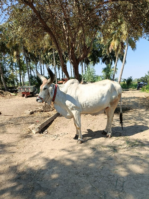 વઢિયારા બળદ