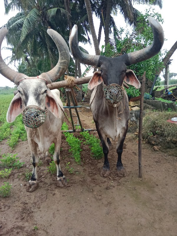 બળદ વેચવાના છે