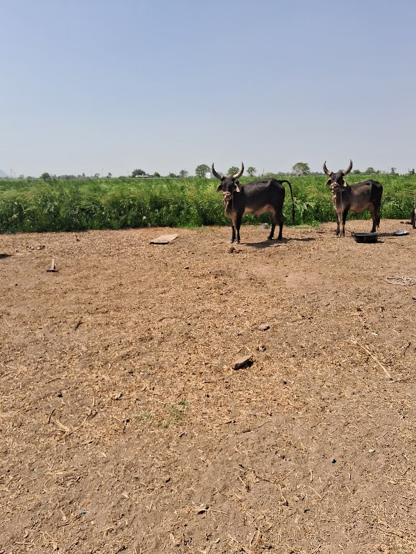 બળદ વેચવાના છે