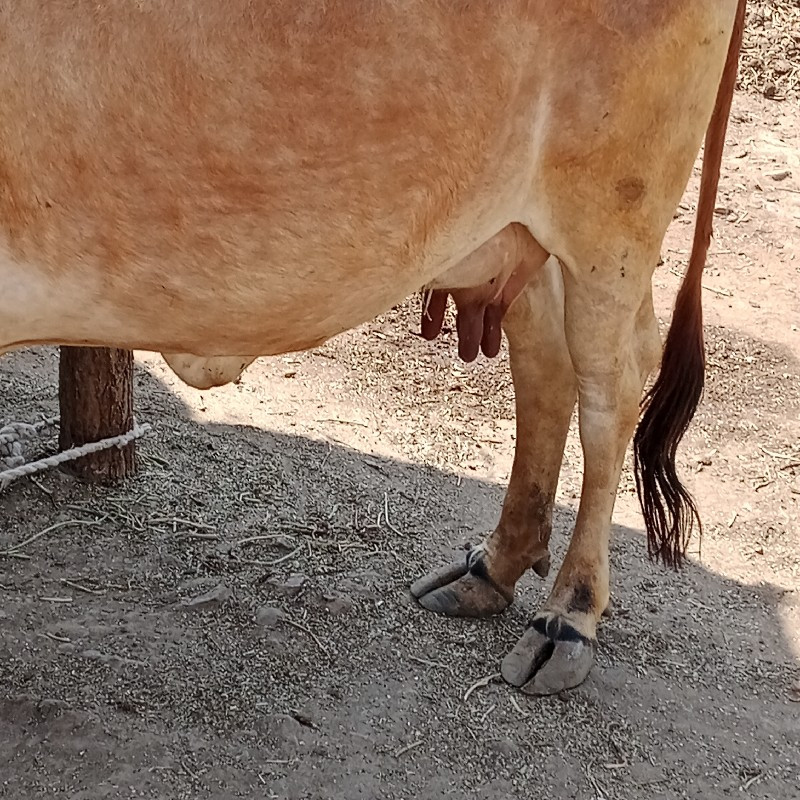 ગાય વેચવાની છે...