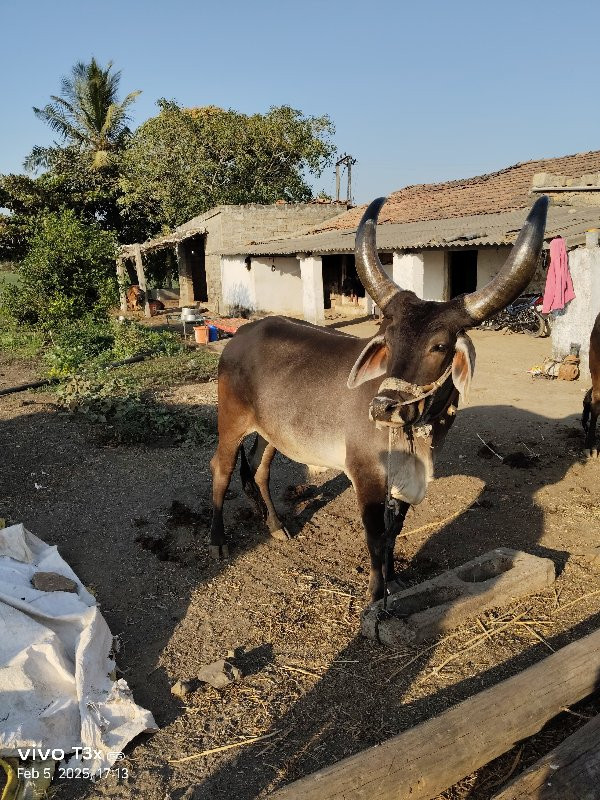 બળદ વેચવાનો છે